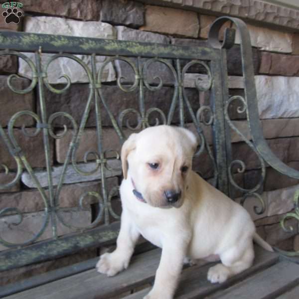 Patsy, Yellow Labrador Retriever Puppy